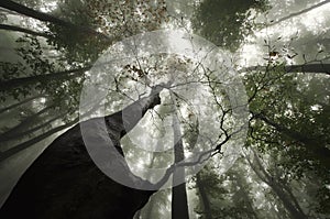 Giant tree looking up in a forest with mysterious fog