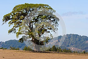 Giant tree in the middle of arid field and blue sky in Guatemala.