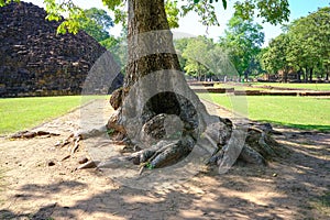 Giant tree near the ruin of Khao Khlang Nai Historical Site