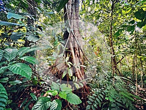 Giant tree in rainforest