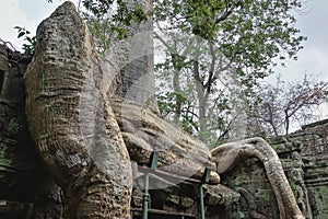 Giant tree roots entwine the ruins of an ancient temple.