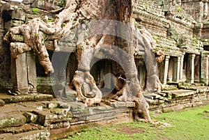 Giant tree roots, Preah Kahn temple, Cambodia