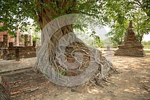 Giant Tree Roots, Sukhothai historical park, Thailand