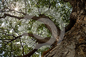 Giant Tree Roots, Sukhothai historical park, Thailand