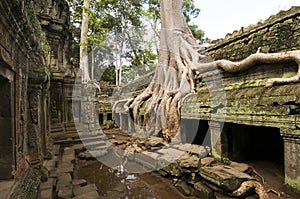 Giant tree roots, Ta Prohm temple