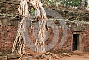 Giant tree roots, Ta Prohm temple