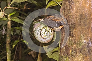 Giant Tree Snail, Acavus phoenix, Sinharaja Rain Forest