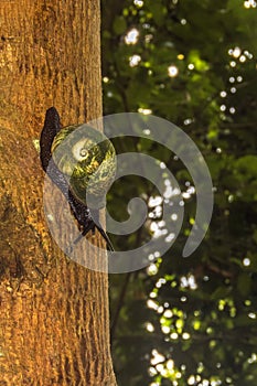 Giant Tree Snail, Acavus phoenix, Sinharaja Rain Forest