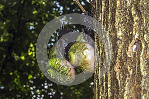 Giant Tree Snail, Acavus phoenix, Sinharaja Rain Forest National Park, Sinharaja Forest Reserve, Sri Lanka