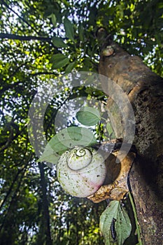 Giant tree snail in Sinharaja Forest Reserve, Sri Lanka