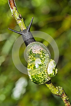 Giant Tree Snail, Sinharaja National Park Rain Forest, Sri Lanka