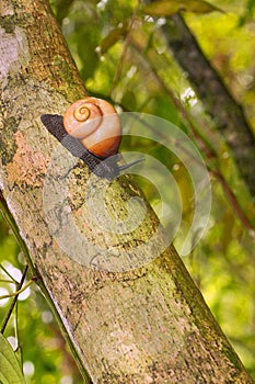 Giant Tree Snail, Sinharaja National Park Rain Forest, Sri Lanka