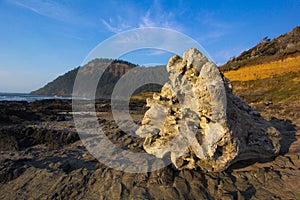 Giant Tree Stump on the Oregon Coast