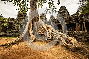 Giant tree in Ta Prohm temple