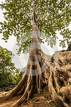 Giant tree in Ta Prohm temple