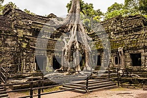 Giant tree in Ta Prohm temple