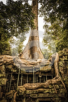 Giant tree in Ta Prohm temple