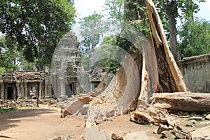Giant tree trunk, Ancient Temple,Siem Reap Angkor Cambodia