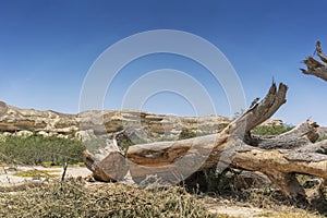 Giant tree trunk fallen in the oasis of the Namibe Desert. Africa. Angola.