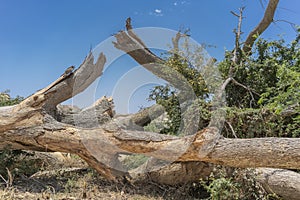 Giant tree trunk fallen in the oasis of the Namibe Desert. Africa. Angola.