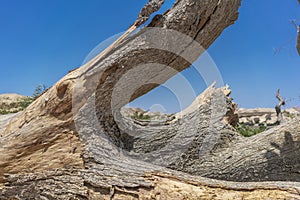 Giant tree trunk fallen in the oasis of the Namibe Desert. Africa. Angola.