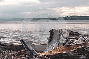 giant tree trunks turned by time and water laying on beach near fishing boats