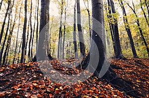 Giant trees in autumn woods