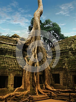 Giant trees covering the old temples of Angkor Wat