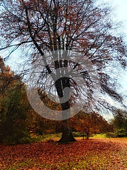 Giant trees in Englands oldest forest