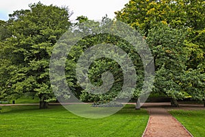 Giant trees in public park Slottsparken at the Royal Palace in Oslo, Norway photo