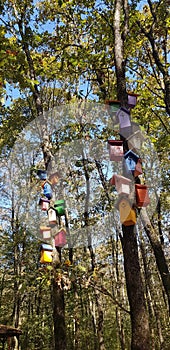 Giant trees reaching to the sky, forest, colorful bird nests decorating the trees, Izmit, Turkey