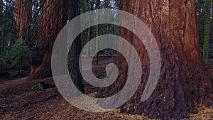 Giant trees at Sequoia National park