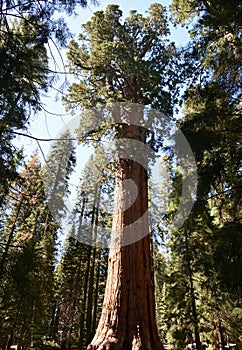 Giant trees in Sequoia National Park, California