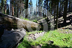 Giant trees in Sequoia National Park, California