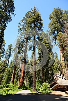 Giant trees in Sequoia National Park, California