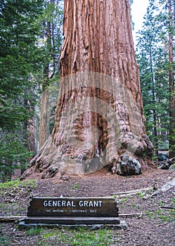 Giant trees in sequoia   national park,california,usa