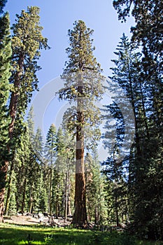Giant trees in Sequoia National Park, California, USA