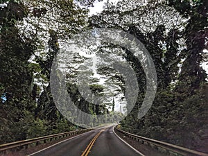 Giant trees span highway to hanalei on kauai