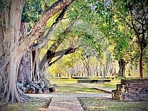 The giant trees and a three-way intersection