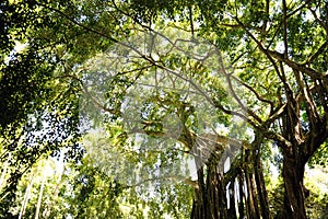Giant Trees in Tropical Rain Forest