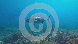 Giant Trevallies on a coral reef