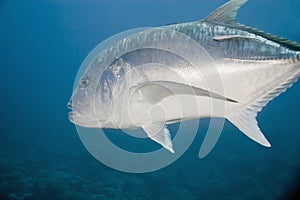 Giant trevally