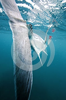 Giant Trevally Big Fish Tail