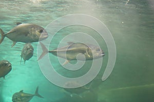 Giant trevally fish.