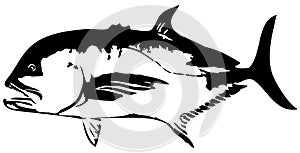 Giant Trevally GT fish vector