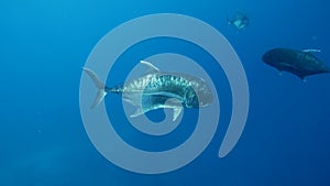 Giant Trevally in open ocean schooling. pelagic waters.