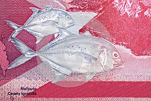 Giant trevally a portrait from Philippine peso