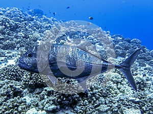 Giant Trevally or Ulua Fish and Reef in Tropical Ocean photo