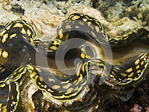 Giant Tridacna Macro