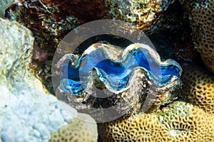 Giant Tridacna, Saltwater Clams In The Coral Reef, Red Sea. Marine Bivalve Blue Mollusks, Large Shells. photo